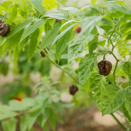 Divina Perla Отель типа 