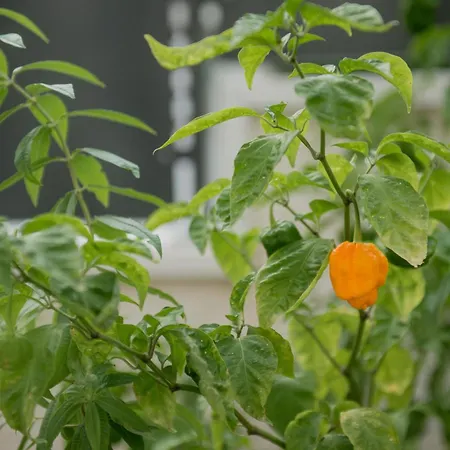 Bed & Breakfast Divina Perla Pulsano